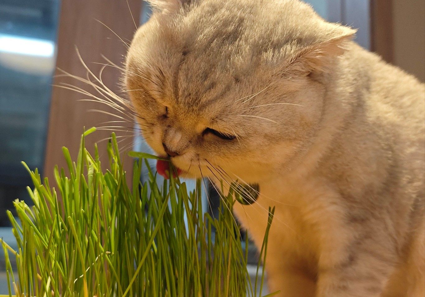 1759115865624805.jpg 猫草02.jpg